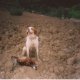 <h1 style="font-size: 12px">Cani da Caccia: Epagneul Breton di nome "Scan" impegnato durante una battuta di caccia al fagiano..</h1>